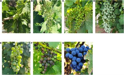 Succession of Fungal Communities at Different Developmental Stages of Cabernet Sauvignon Grapes From an Organic Vineyard in Xinjiang